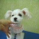 윌리스펫 이미지