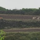 들개농장 이미지