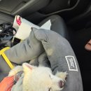 장금이 펜션 | (충남) 태안 안면도 해루질 가능 애견동반 애봉이네 펜션 2박3일 후기!