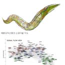 꼬마노벨