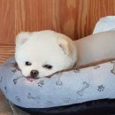 함안 애견샵 러블리펫 이미지