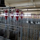 연천양계 이미지