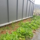 삼도왕국밥 이미지