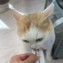 즐겨찾냥 이미지