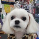 샐리동물병원 이미지