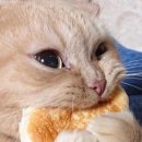 디저트굽