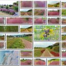 대저생태공원 - 핑크뮬리(분홍쥐꼬리새) 이미지