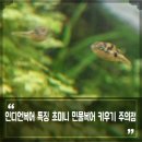 용궁복어 이미지