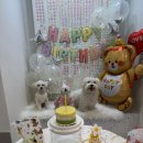 갈매독 애견유치원 이미지