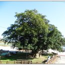 상만리 비자나무 이미지