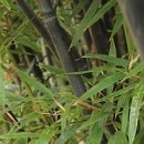 유천헌(柳川軒) | 전주 녹균정(綠筠亭)