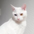 오드그루밍 이미지