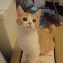 미냥이 이미지