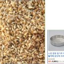 홍산마늘 주아(씨)를 통한 마늘 종자(쪽마늘) 갱신 이미지