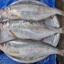 벌교5일시장 이미지