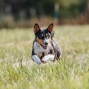 개꿈꾸는 고양이 이미지