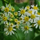 부지깽이 이미지