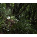 솔나리,할미밀망,우산나물,장대냉이,참배암차즈기,좁쌀풀,꼬리조팝나무,도깨비엉겅퀴,조팝나물,벌완두,260710 이미지