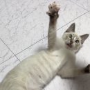 네코마켓 - 광주시 태봉로 145-2 | 네코마켓 미금점 후기
