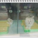 멍멍샾 이미지