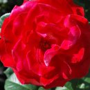 화개농원 이미지