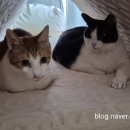 세탁하는날 네이버블로그