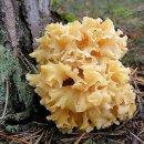 꽃송이가 이미지