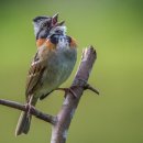 갈색덜미참새 [안데스참새, Zonotrichia capensis] 이미지