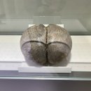 국립백두대간수목원 방문자센터 | 봉화 국립백두대간수목원, 트램 타고 호랑이 만나기, 실내 전시까지 볼거리 가득