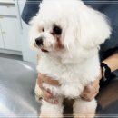 에디슨동물병원 네이버블로그