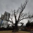 방학동 은행나무 이미지