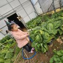 수아농장 이미지