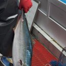 총각네수산 | 대방어시작 부전시장대방어맛집 싸고 양많고 맛있는 총각네 경남수산 겨울대방어후기