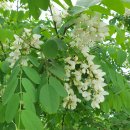 임마누엘피부과의원 이미지