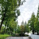 종합운동장 메타세콰이어길 이미지