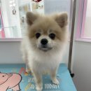 부티뽀샤 이미지