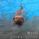 퍼니독 | 퍼니독 애견수영장, 펫디아 강아지튜브 홀릭