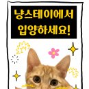 냥스테이 이미지