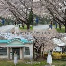 동해 구상수시설 | 동해여행 벚꽃명소 개화 실시간 현황 | 동해구상수시설 &amp; 망상해수욕장