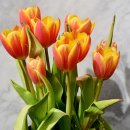 핑크망고 이미지