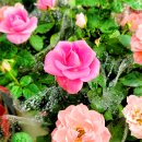 황금화원 | 청주 화원 대형화훼 황금화훼 방문 후기 🌼 아이와 함께한 꽃과 식물의 힐링 타임