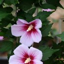 화성무궁화 이미지