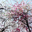 복사꽃피는마을 이미지