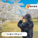 불국사 | 경주 벚꽃 명소 불국사 실시간 다녀온 후기