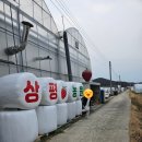 상평 | 경주 딸기 맛집, 상평농원 방문후기