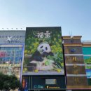 중국 청두 시내 광고 스크린에 걸린 푸바오 사진(수정) 이미지