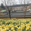 서산민박 | 충남 서산 가볼만한곳 2026 유기방가옥 수선화축제 기본정보 총정리! 봄꽃 명소 서산 여행