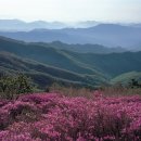 이번 주말(5/28-29) 지리산 바래봉(철쭉)과 남원 여행 같이 하실분 이미지