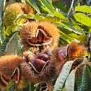 충주농장 이미지