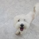 지금여기서행복하개 이미지